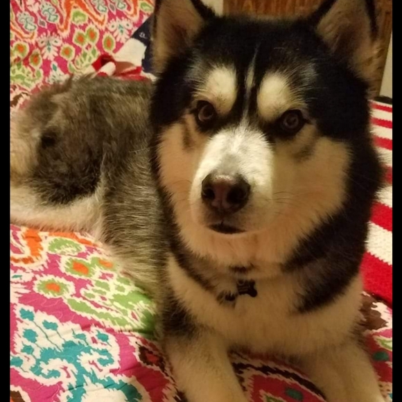 Gunner - Picture 2 of 6